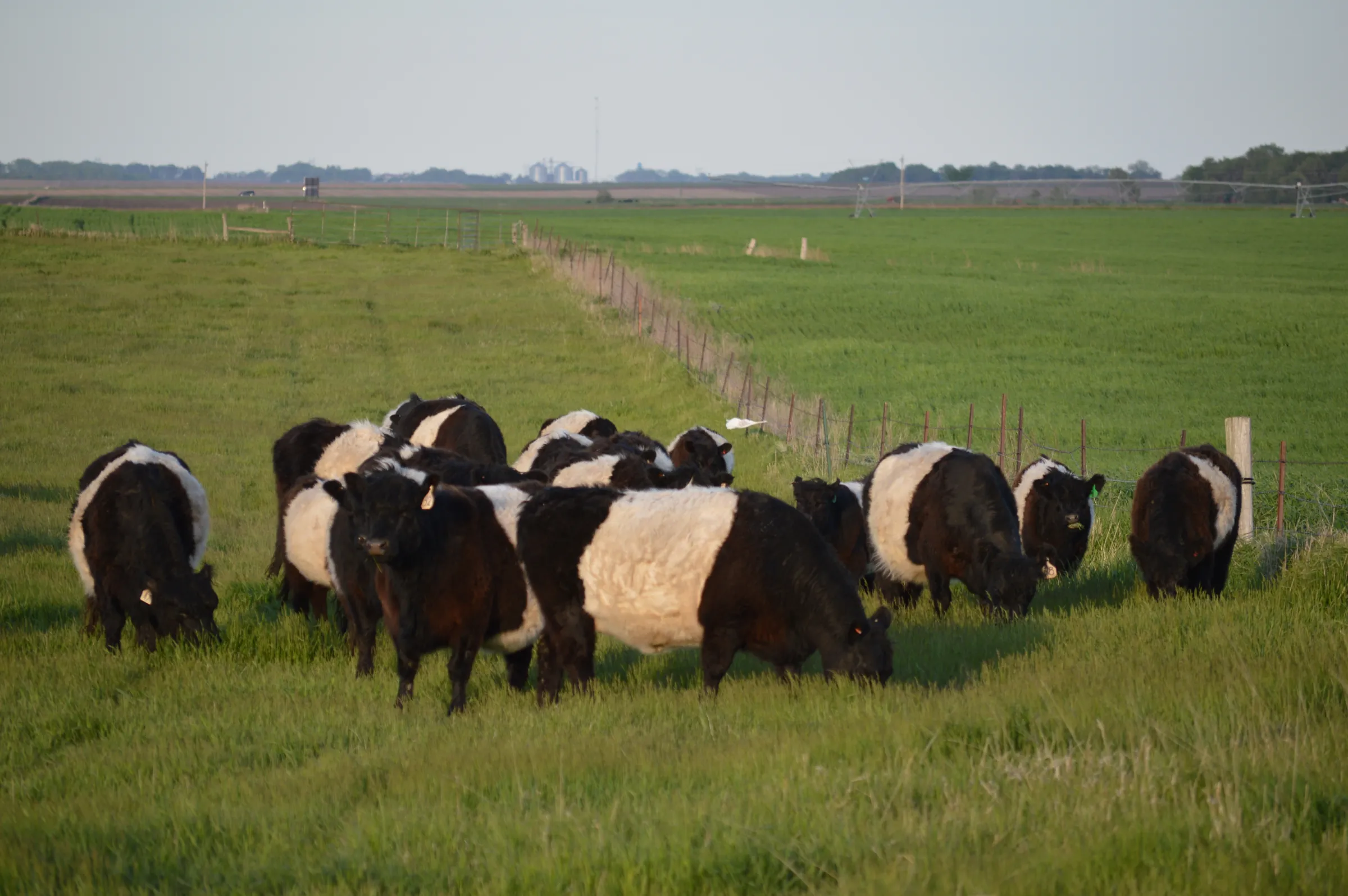 Farm view